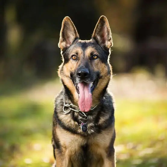 PetClean™ — Dientes Limpios y Aliento Fresco para Perros y Gatos · Sin Cepillo y Sin Anestesia