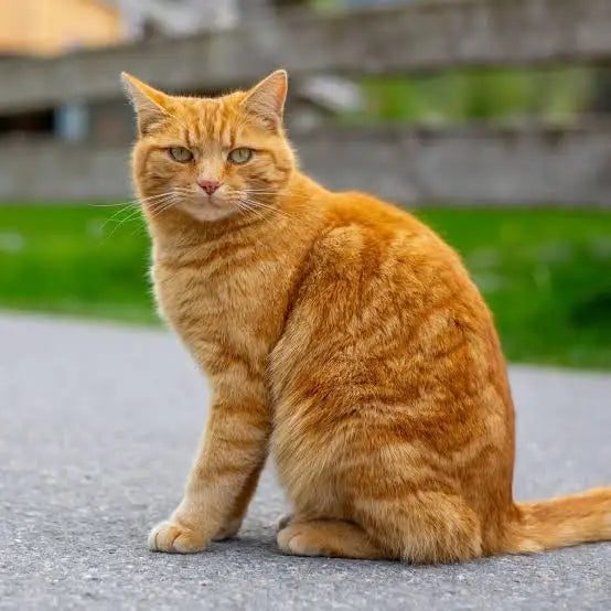 PetClean™ — Dientes Limpios y Aliento Fresco para Perros y Gatos · Sin Cepillo y Sin Anestesia